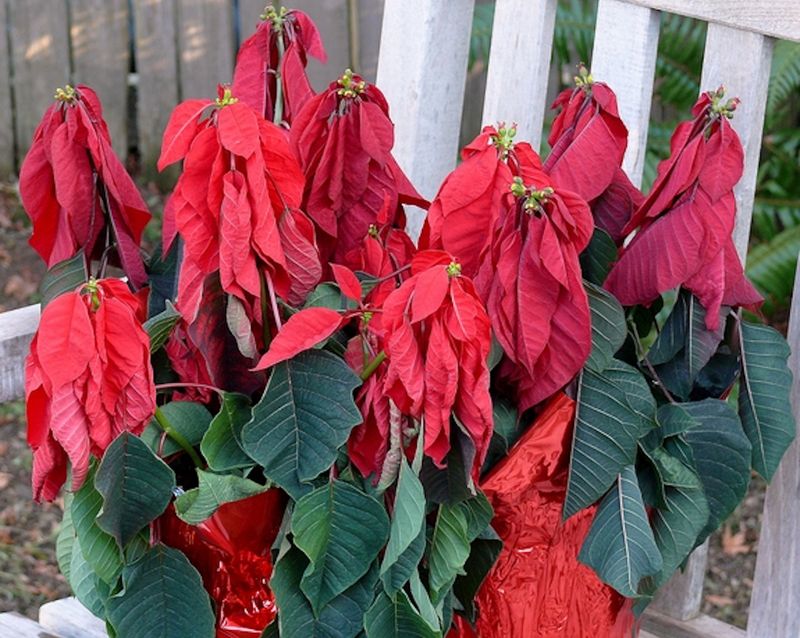 Frost Is A Hard Stop For Poinsettias