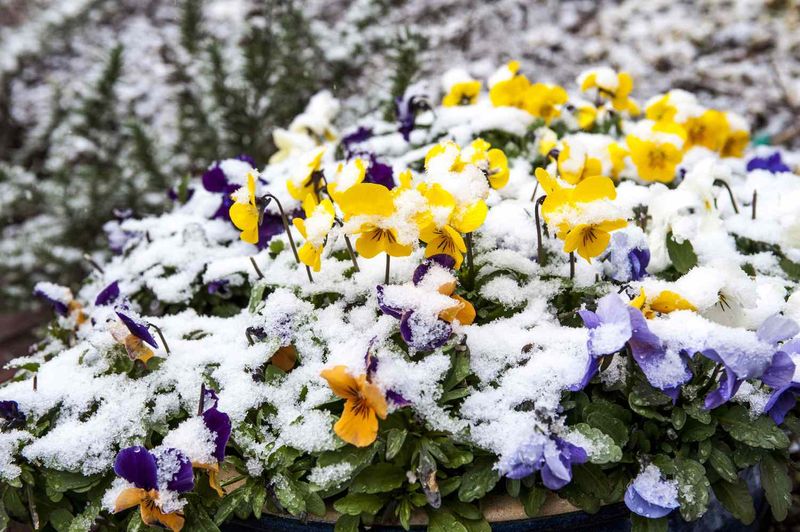 Frost Is A Natural Reset Button 