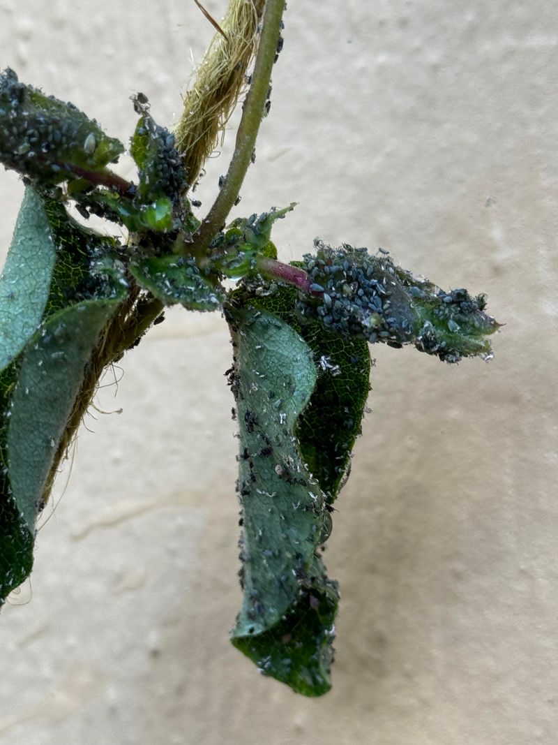 Frost Timing Varies Widely Across California
