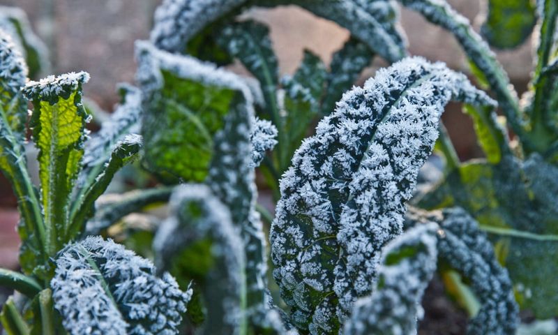 Frost Turns Starch Into Natural Sugar