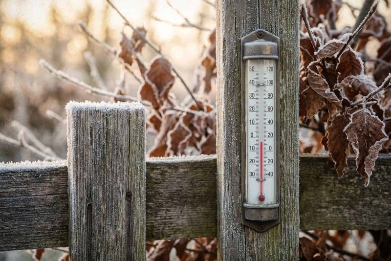 Frost timing depends on your Arizona yard
