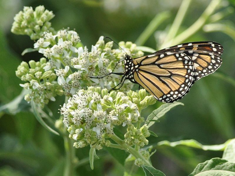 Frostweed Is A Top Monarch Nectar Plant Frostweed Is A Top Monarch Nectar Plant