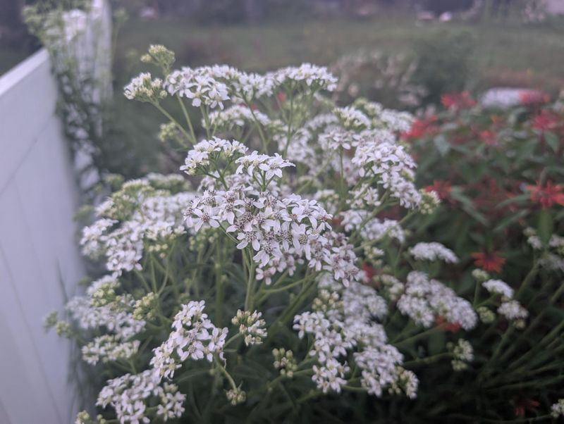 Frostweed Is The Virginia Native Behind Them