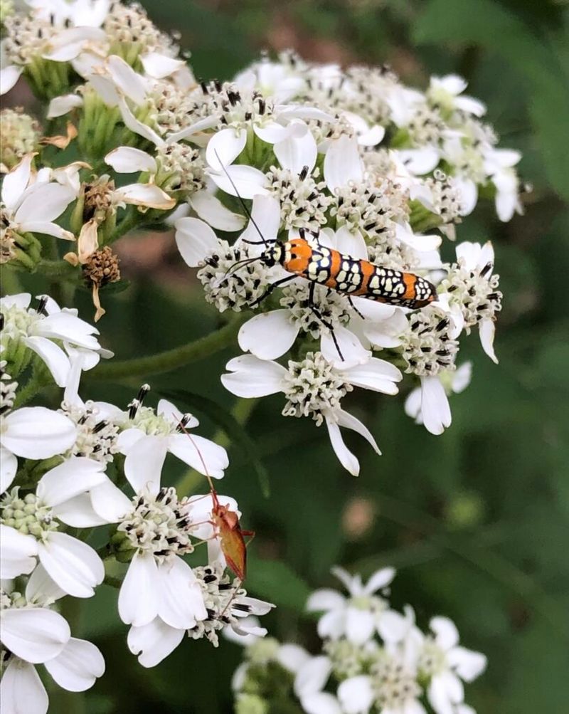 Frostweed
