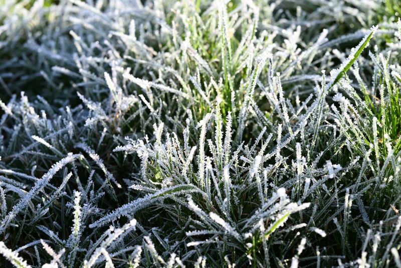 Frozen Lawns Can't Use That Late Bag Of Winterizer