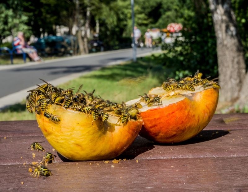 Fruit Flies And Yellowjackets Crash The Pumpkin Party Too Fruit Flies And Yellowjackets Crash The Pumpkin Party Too