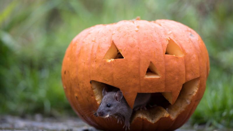 Fruit Flies and Rats Love a Mushy Pumpkin Too Fruit Flies and Rats Love a Mushy Pumpkin Too