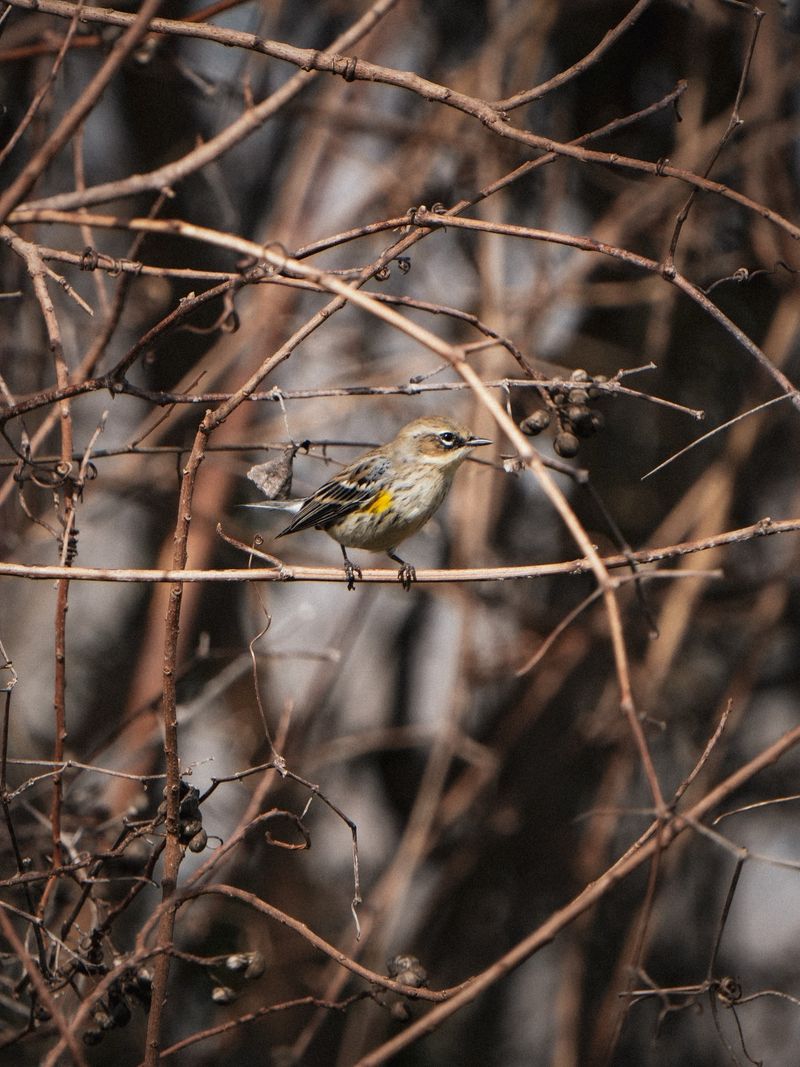 Fruit Often Hangs On Through Much Of Winter