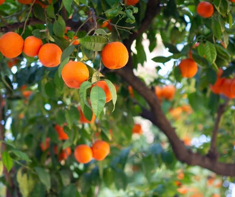 Fruit Ripens In Fall, Before The Worst Cold