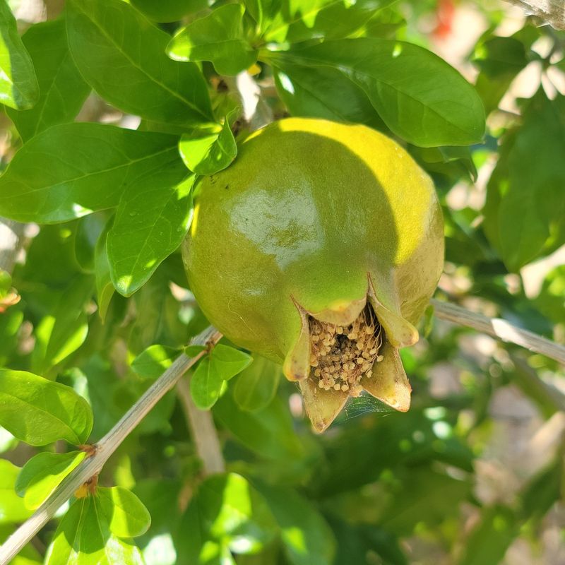 Fruit Splits After A Dry Spell Then Rain Fruit Splits After A Dry Spell Then Rain
