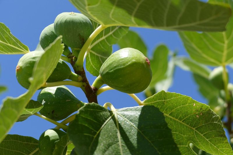 Fruit Still Hanging Late In The Season May Run Out Of Time