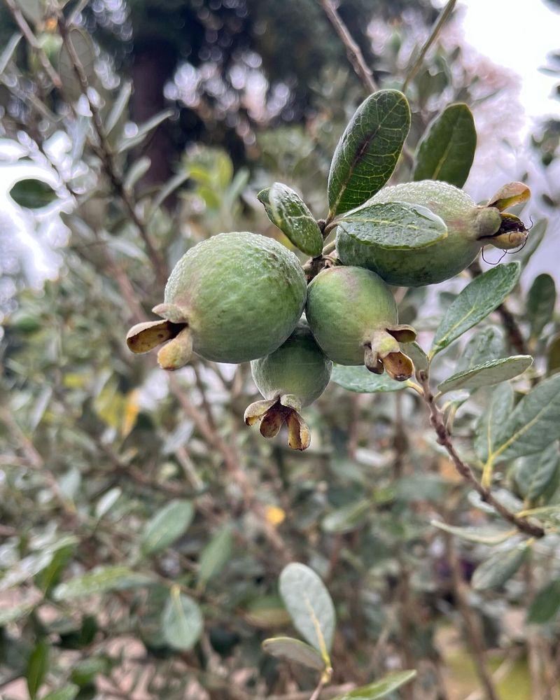 Fruit Typically Matures During The Fall Season