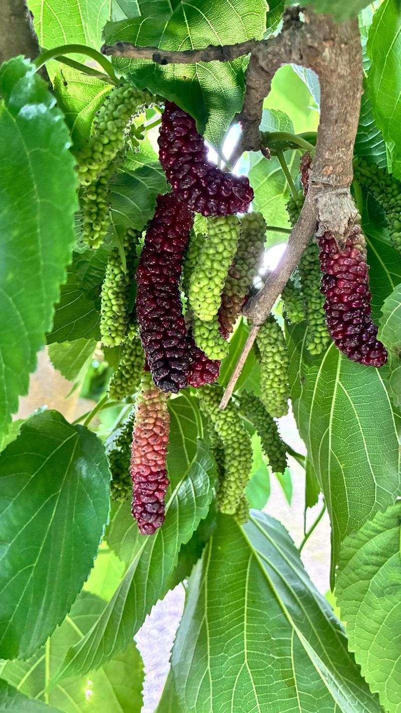 Fruiting Mulberry Fruiting Mulberry