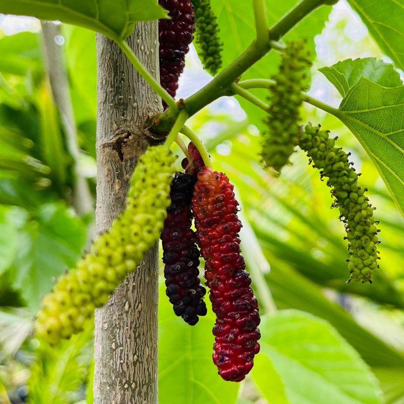 Fruiting Mulberry
