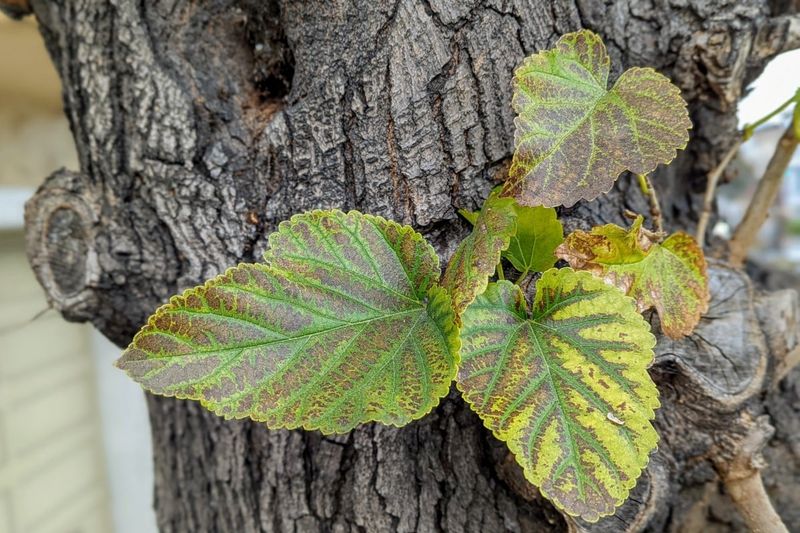 Fruitless Mulberry Brings Shade And Sneezes Fruitless Mulberry Brings Shade And Sneezes