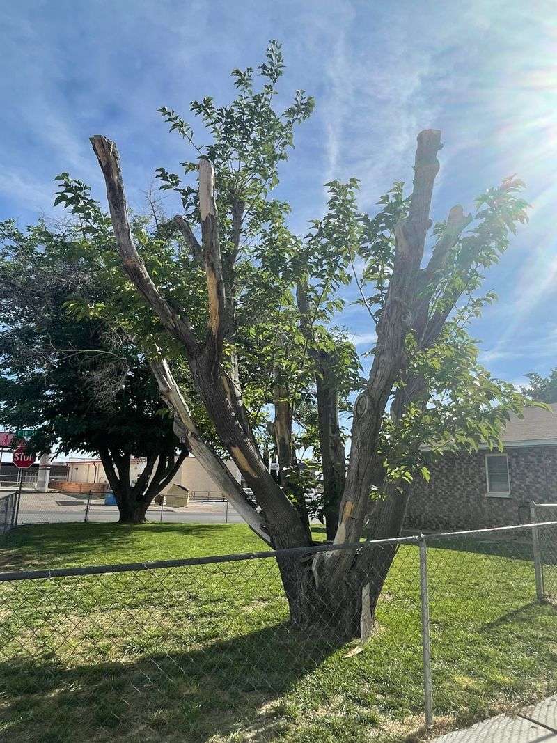 Fruitless Mulberry Lifts Paving With Surface Roots