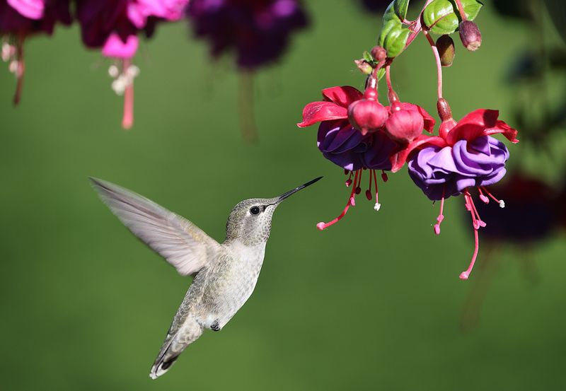 Fuchsia For Dangling Hummingbird Favorites Fuchsia For Dangling Hummingbird Favorites