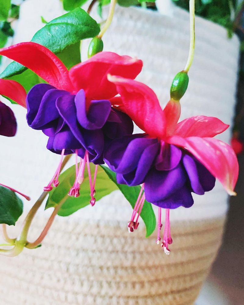 Fuchsias Can’t Handle An Ohio Freeze