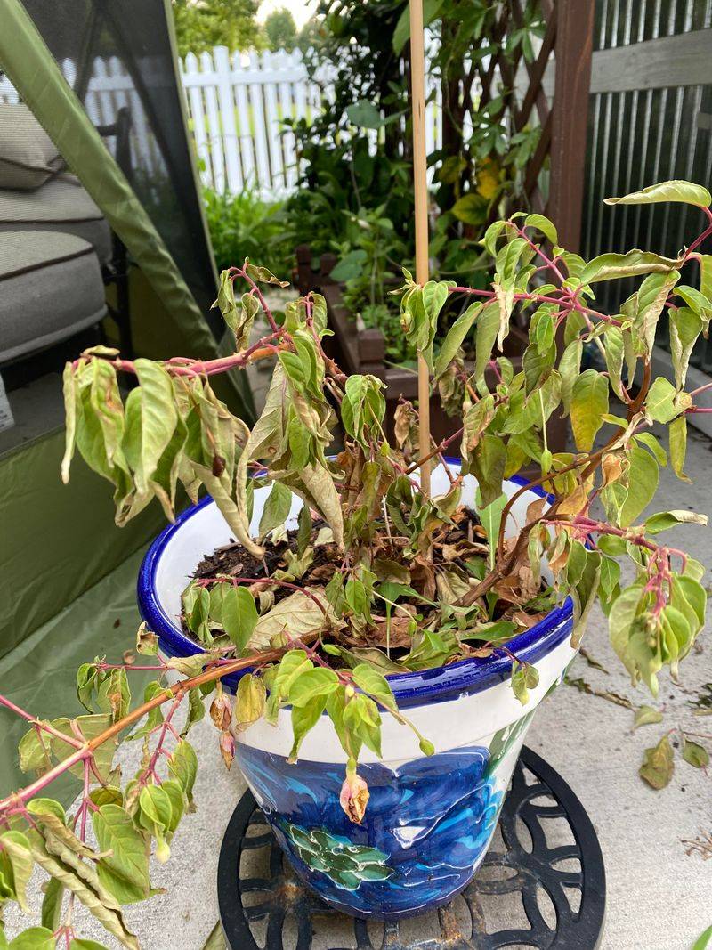 Fuchsias Crisp Up In Dry Air Fuchsias Crisp Up In Dry Air