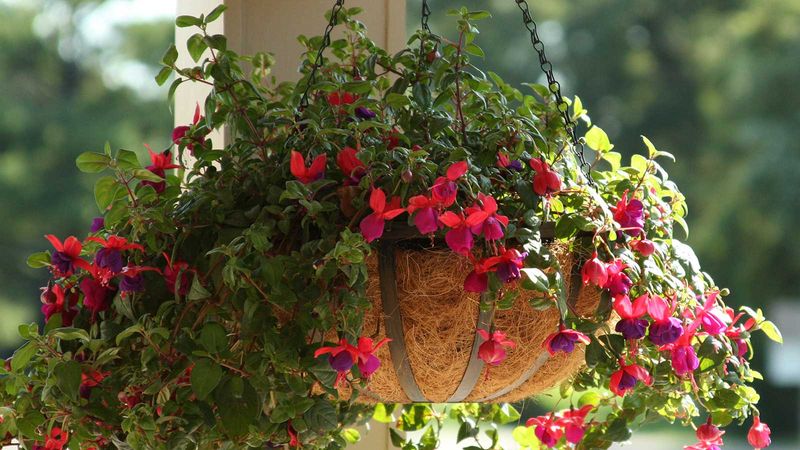 Fuchsias Should Come In Before The First Frost