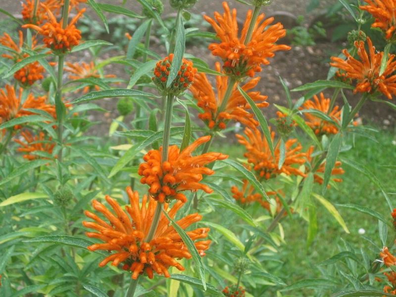 Full Sun And Good Drainage Suit This Drought-Tolerant Bloomer Full Sun And Good Drainage Suit This Drought-Tolerant Bloomer