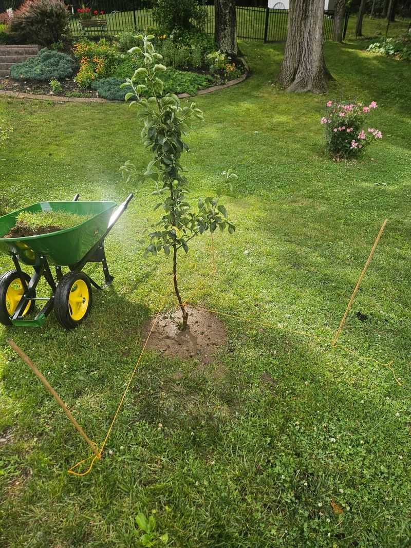 Full Sun And Well Drained Soil Give Trees A Better Start