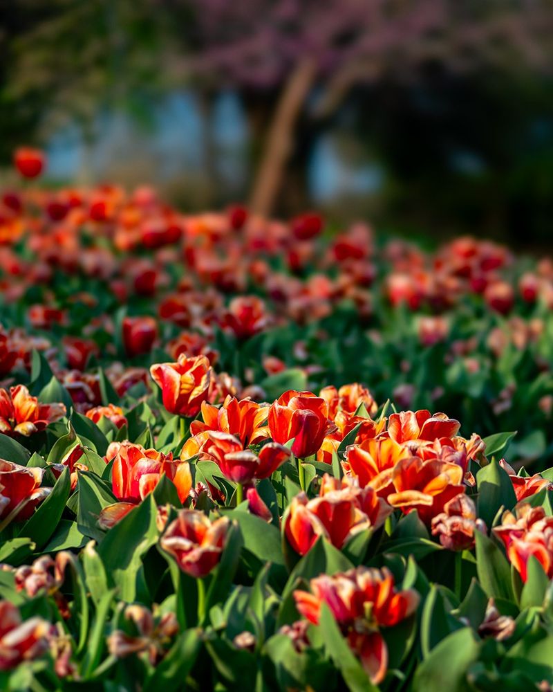 Full Sun Brings The Best Flowers