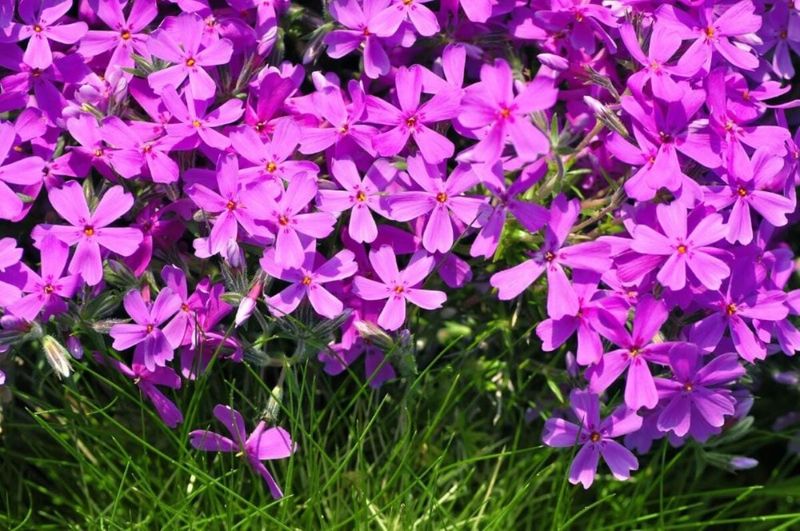 Full Sun Encourages The Thickest Growth And Strongest Flowering