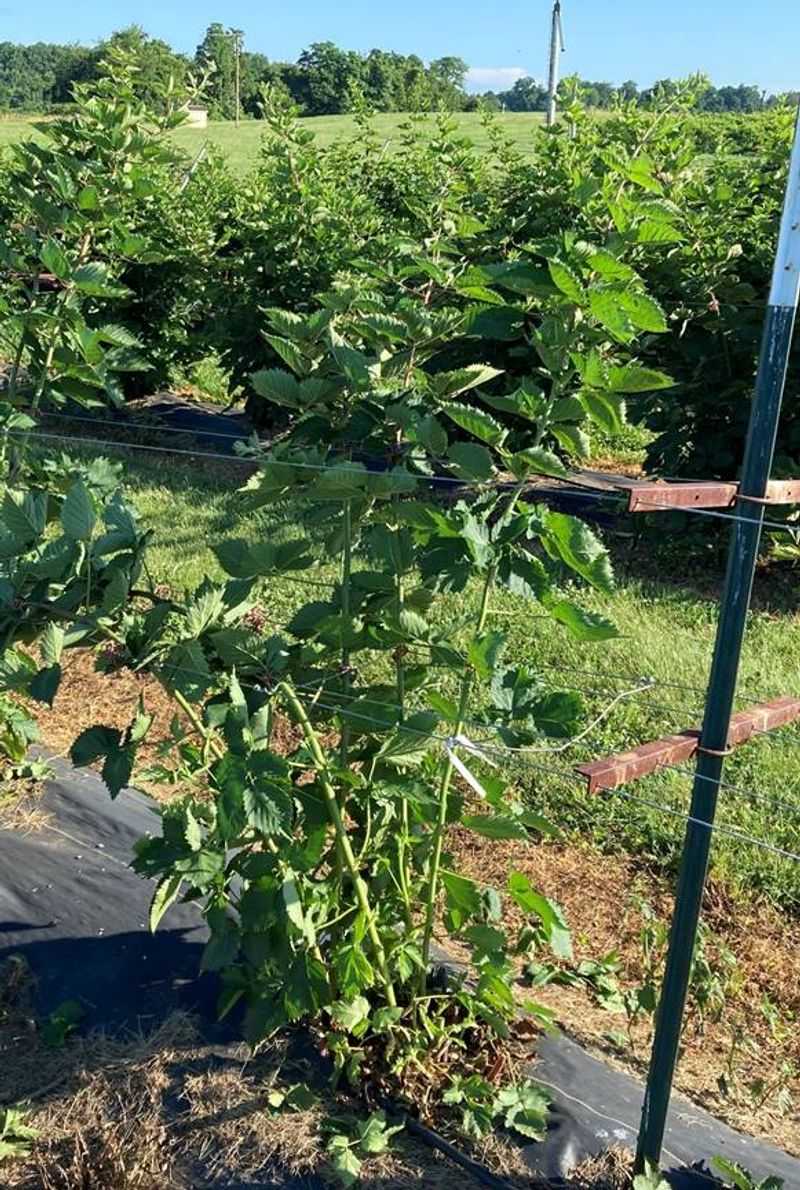 Full Sun Helps Canes Produce Their Best Crop Full Sun Helps Canes Produce Their Best Crop