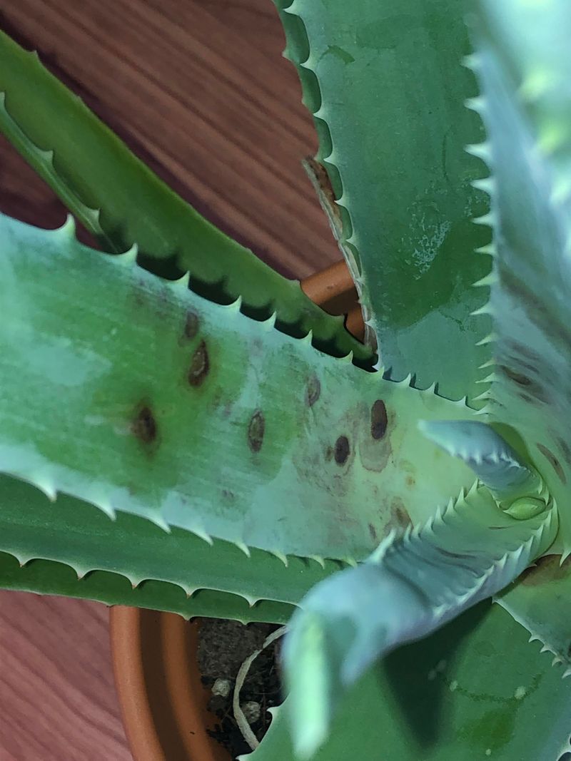 Fungal Leaf Spots