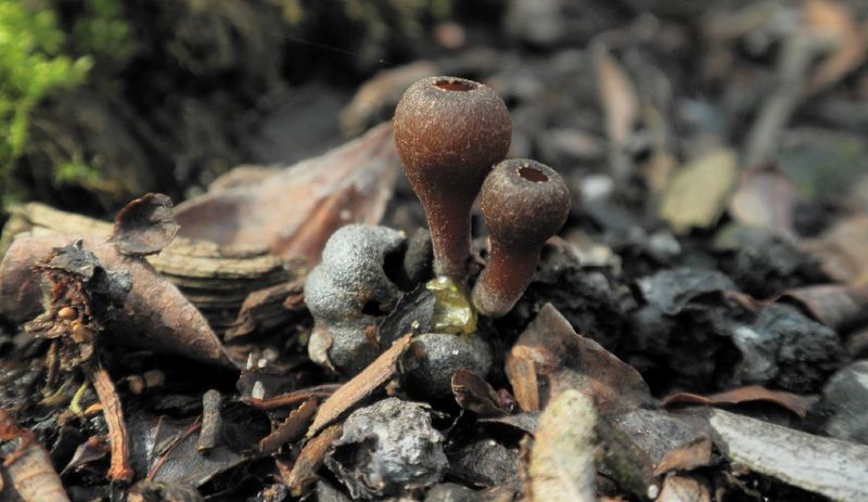 Fungal Spores Overwinter Inside Them Fungal Spores Overwinter Inside Them