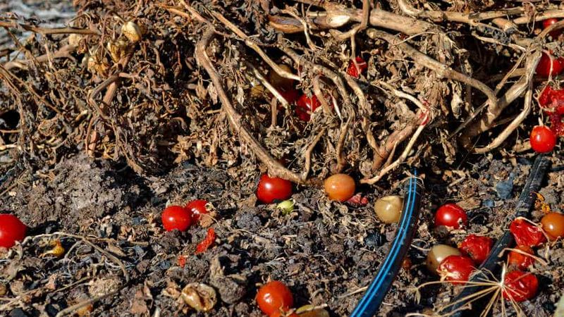 Fungal Spores That Survive Winter In Plant Debris