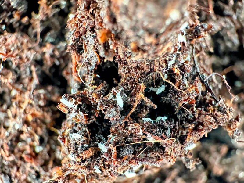Fungi And Decaying Organic Matter Make Up Much Of Their Diet Fungi And Decaying Organic Matter Make Up Much Of Their Diet