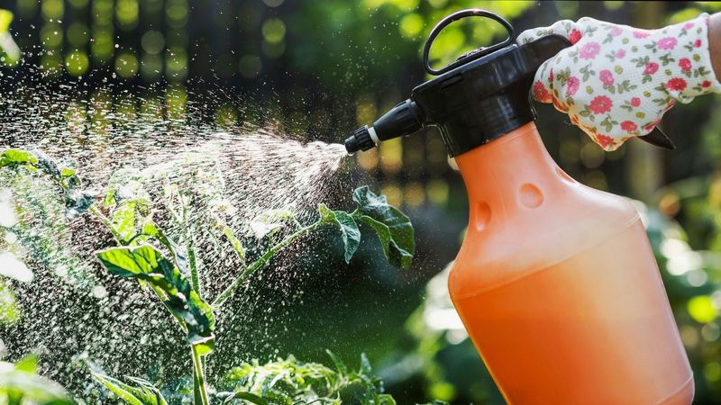 Fungicide Sprays Cannot Repair Leaves Already Covered In Spots Fungicide Sprays Cannot Repair Leaves Already Covered In Spots