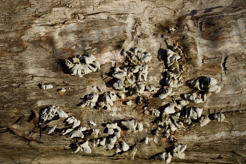 Fungus Mats Form Mainly In Spring