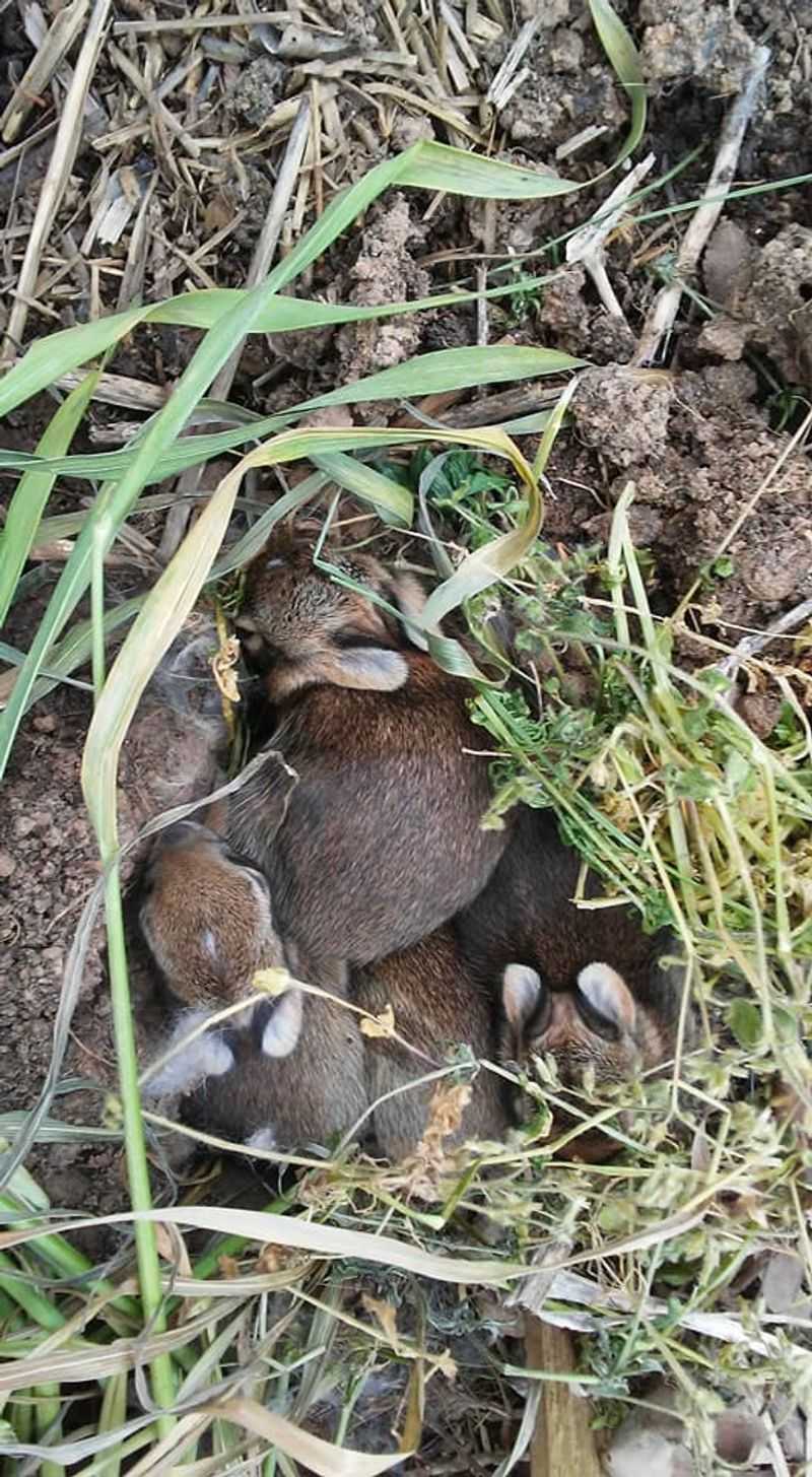 Fur Lined Depressions Hold Baby Rabbits Fur Lined Depressions Hold Baby Rabbits