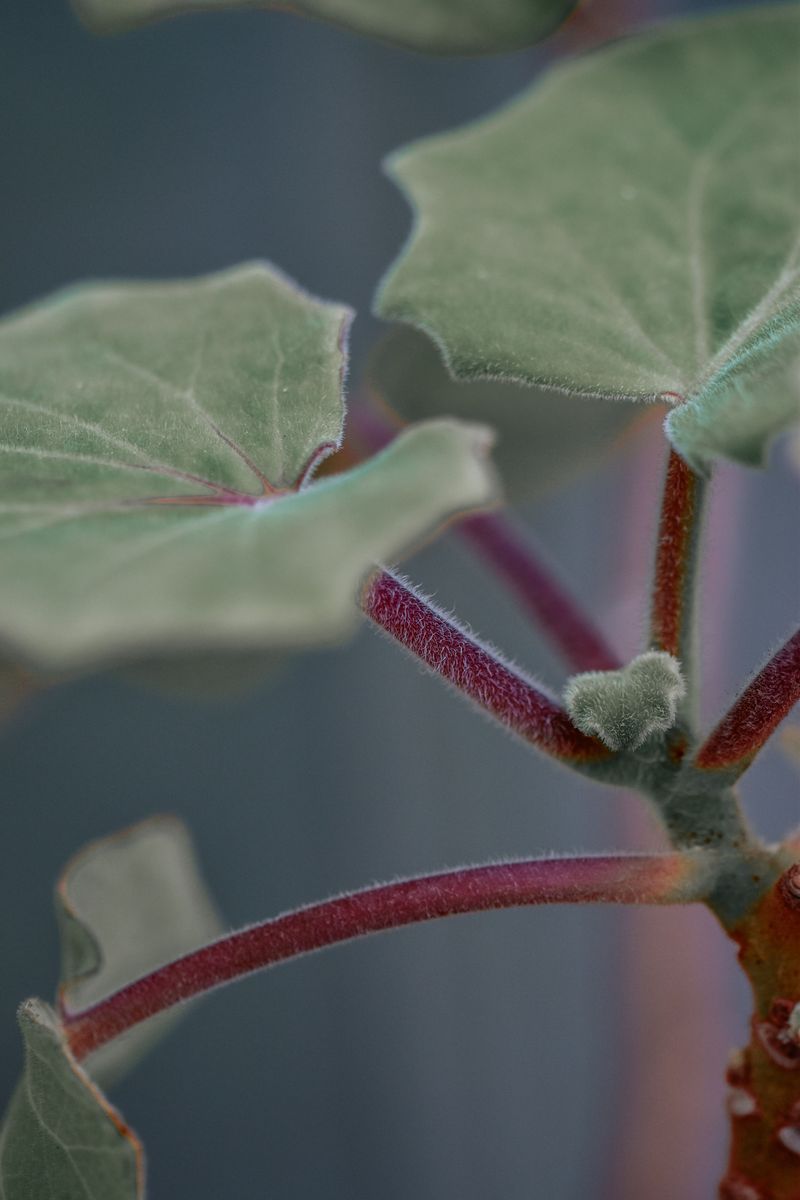 Fuzzy Stems Hiding In The Tangle Fuzzy Stems Hiding In The Tangle