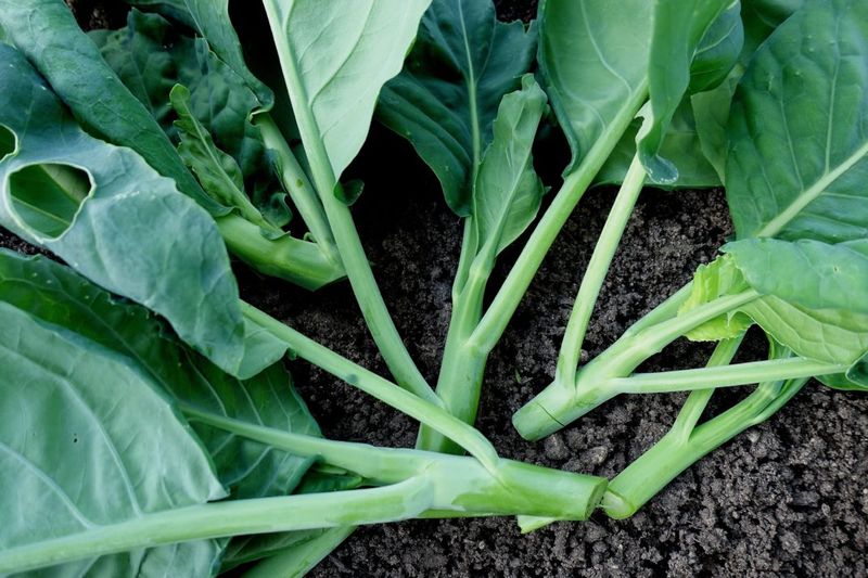 Gai Lan Brings Chinese Broccoli To The Bed