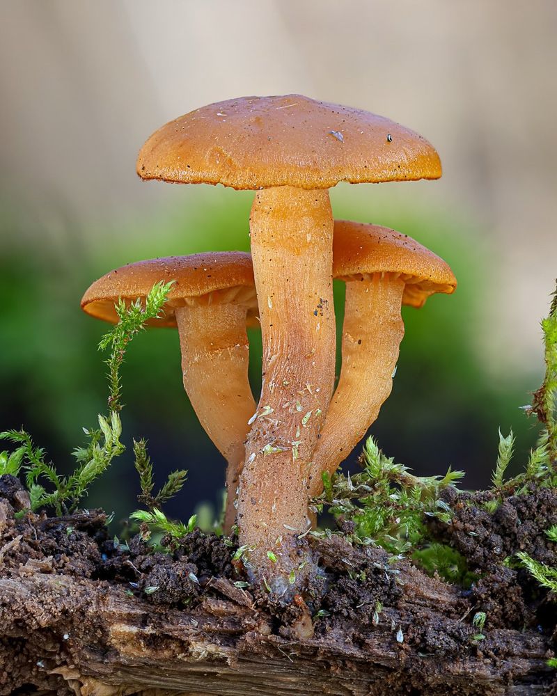 Galerina (Galerina Marginata) Galerina (Galerina Marginata)