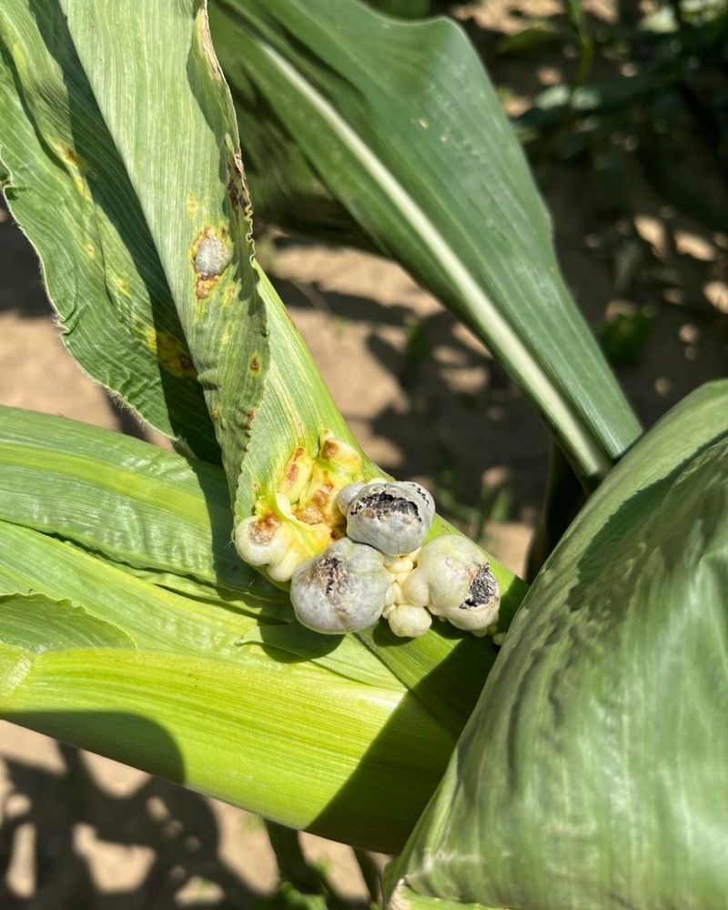 Galls Start Pale And Turn Black