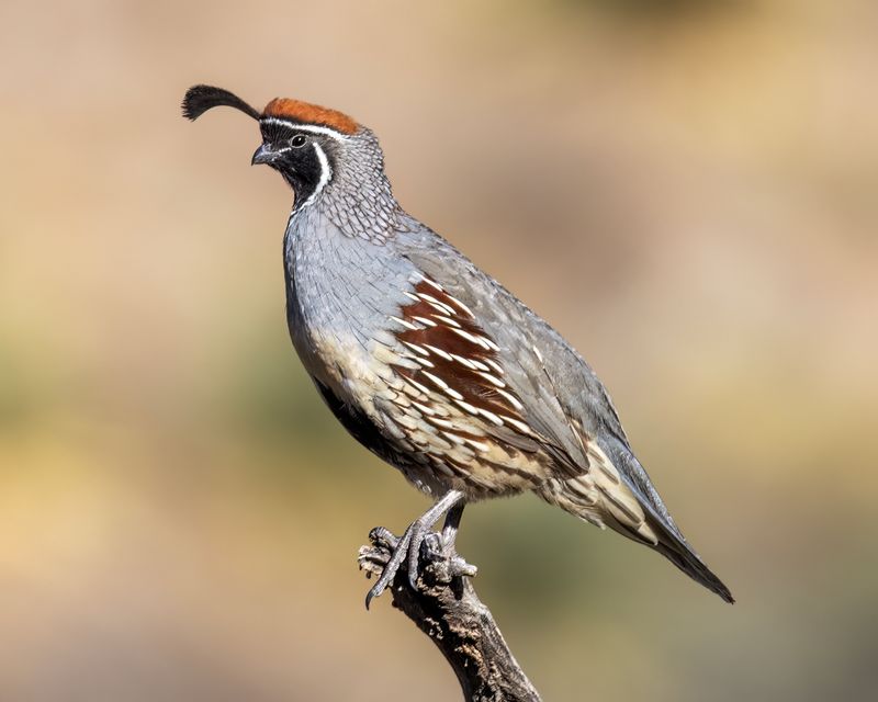 Gambel's Quail Gambel's Quail