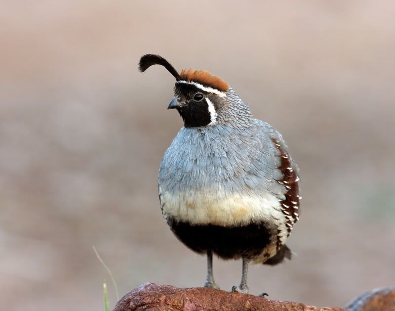 Gambel's Quail