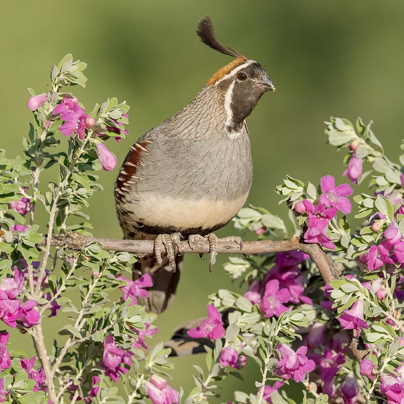 Gambel’s quail are a likely low-desert visitor Gambel’s quail are a likely low-desert visitor