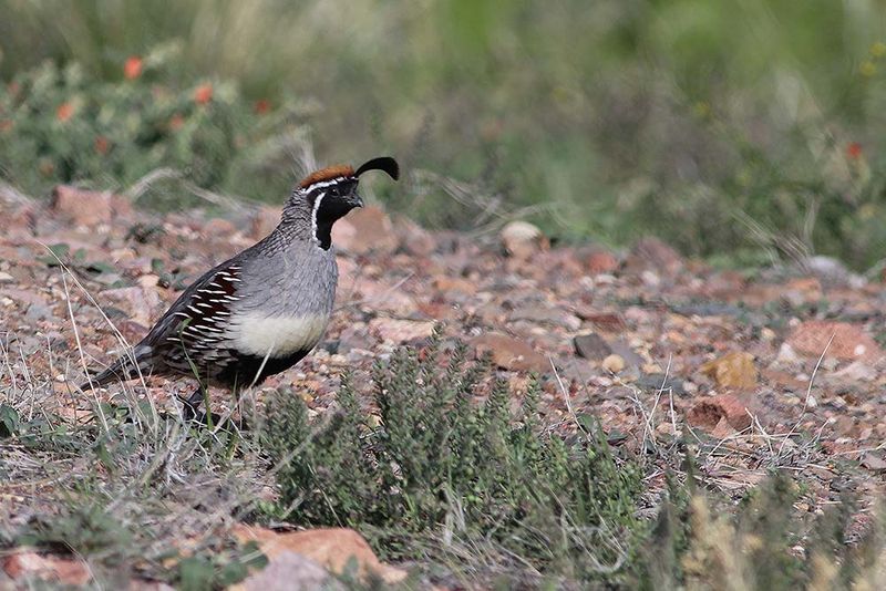 Gambel’s quail often use open ground near cover