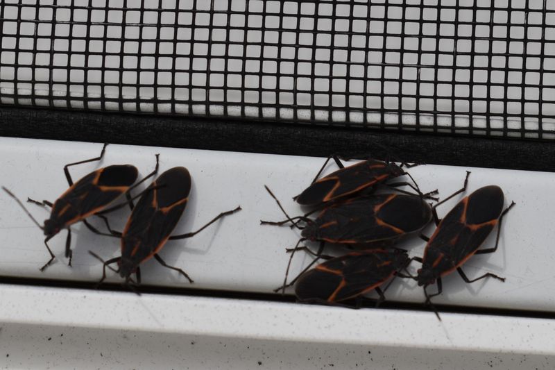 Gaps Around Windows Let Them Slip Indoors