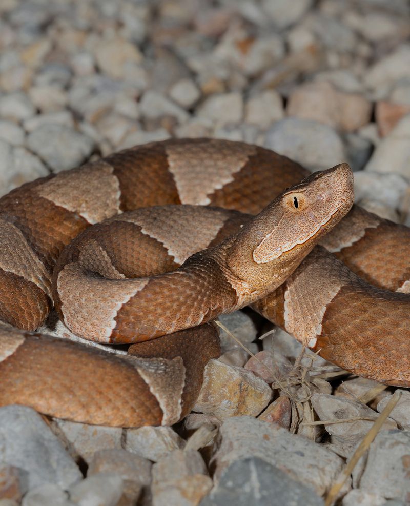 Gaps Under Decks And Porches Welcome Copperheads Home