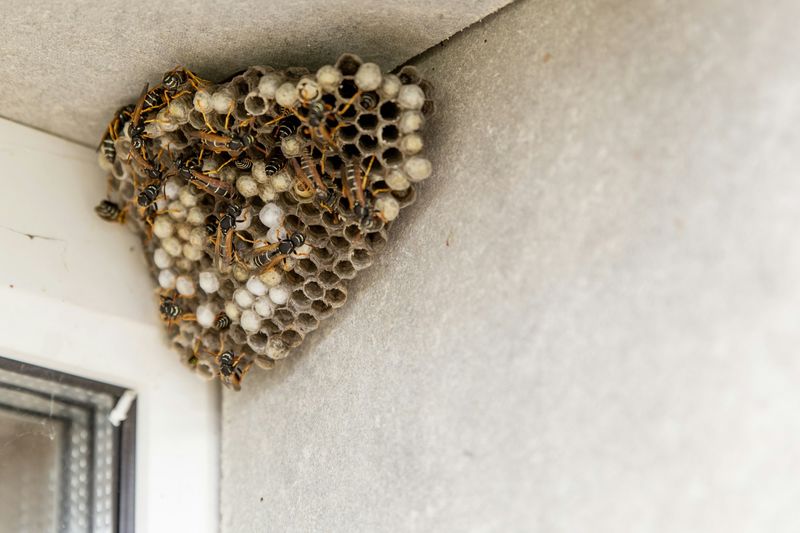 Gaps Under Eaves Offer Nesting Spots