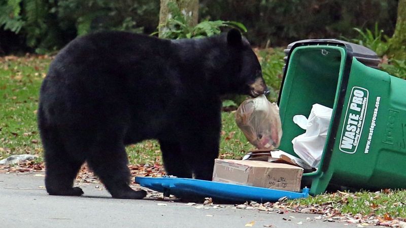 Garbage Beats Hours Of Hunting For Acorns Garbage Beats Hours Of Hunting For Acorns