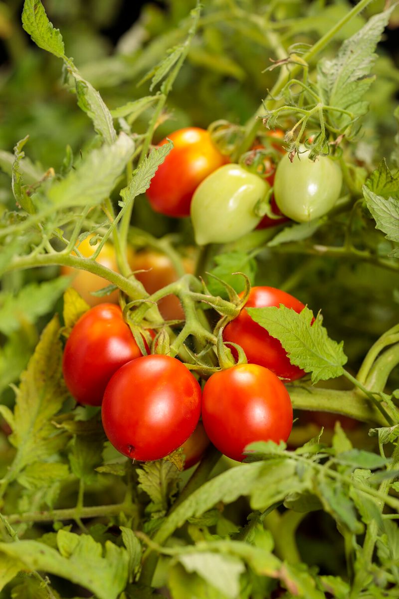 Garden Gem Was Developed With Home Gardeners In Mind Garden Gem Was Developed With Home Gardeners In Mind