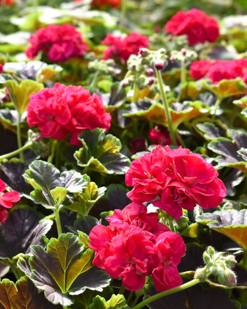 Garden Geraniums Garden Geraniums